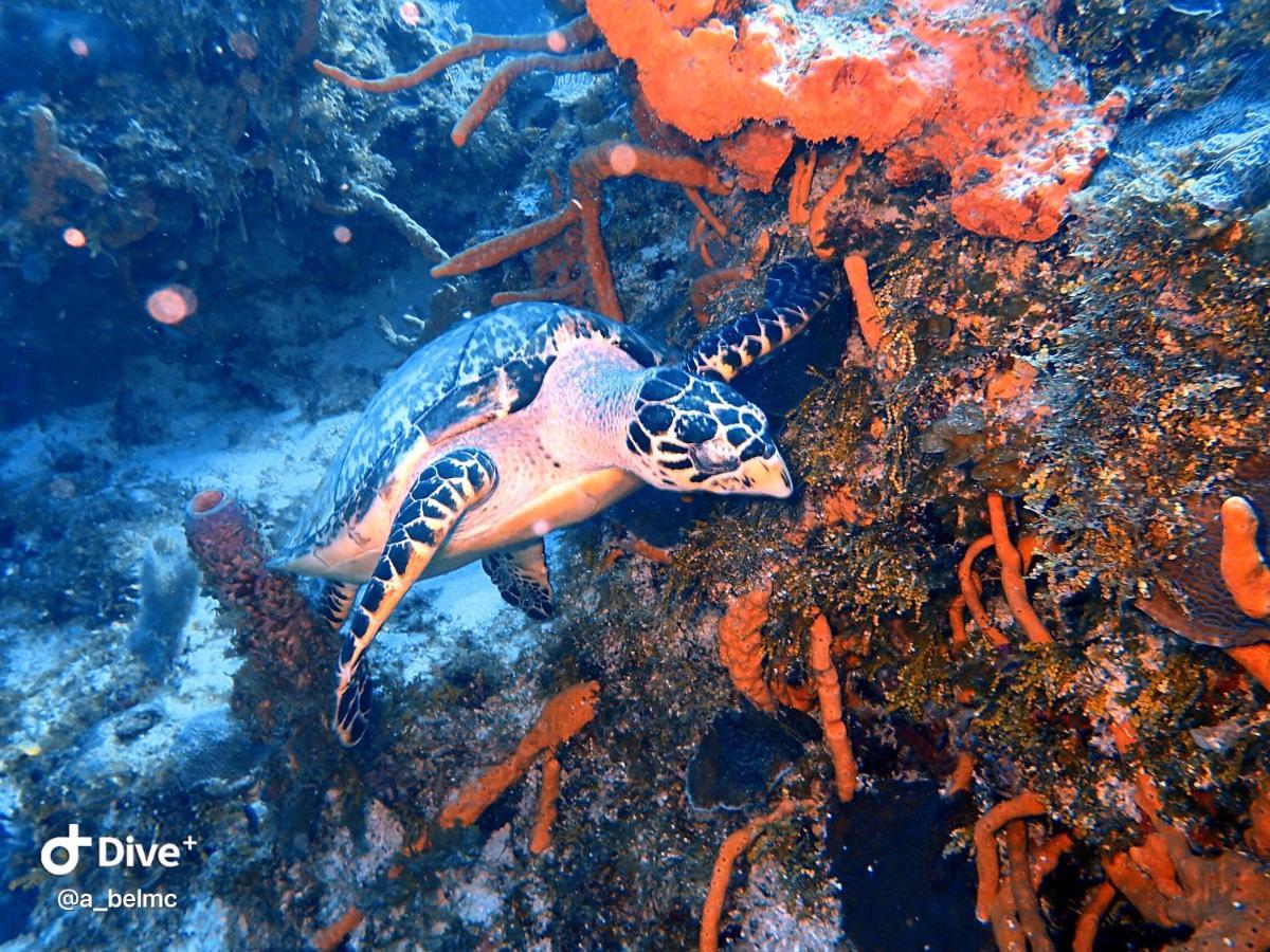 Mi Refugio Dive House Hotel Cozumel Exterior photo